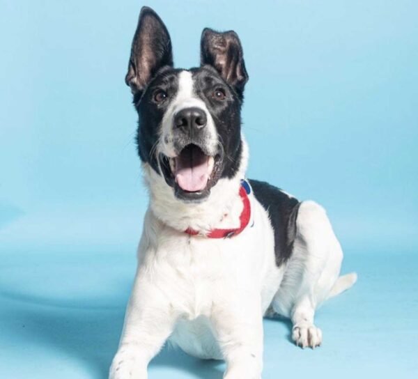 Photo of Aries Ann, a black-and-white dog with upright ears