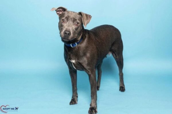 Photo of Bonnie, a steel gray dog