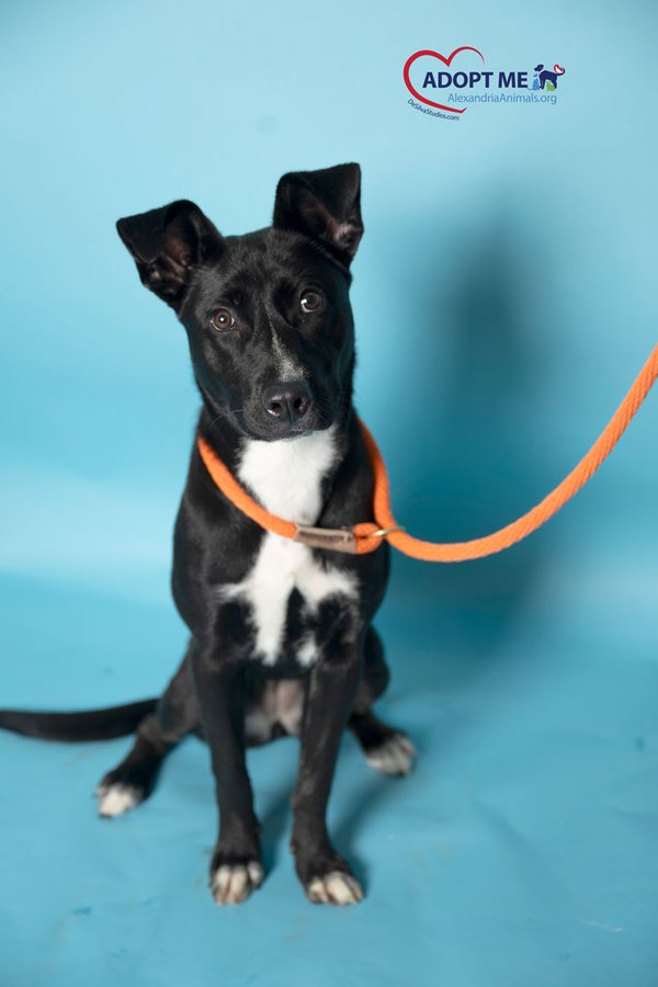 Photo of Espresso, a black dog with white markings sitting against a blue backdrop