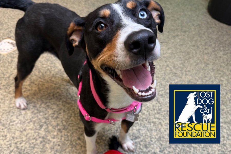 Photo of Lucy Jane, a shepherd mix wearing a harness