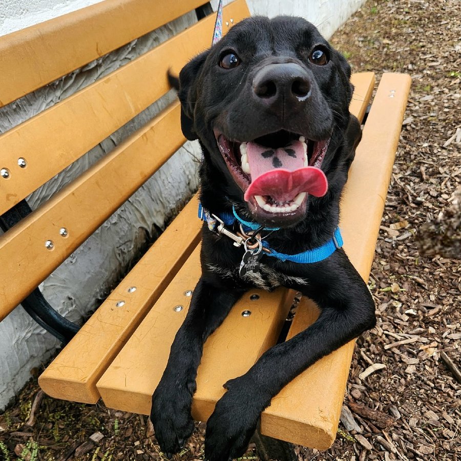 Photo of Onyx, a black labrador mix puppy smiling on a bench
